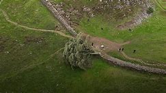 Famous Northumberland Sycamore Gap tree 'deliberately felled'