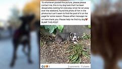 Scammers target animal lovers with injured dog posts
