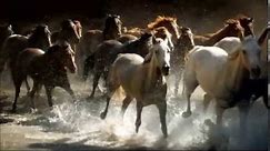 BEAUTIFUL HORSES RUNNING ❤️