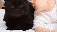 The Vanishing Baby #cat #pets #baybay2021 #baby #babygirl #babyboy #babyshorts