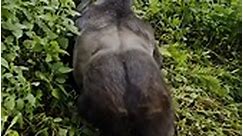 Silverback Gorilla Encounter