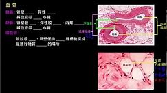 血管的結構與功能