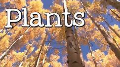 What is a Plant? All About Plants for Kids - FreeSchool
