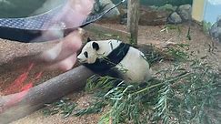 Zoo Atlanta! I said pandas are coming and here they are! 🐼😍🥰💙🙏(Atlanta Georgia) Happy and healthy! 🤗 Yang Yang (father), Lun Lun (mother) YaLun and XiLun (twin cubs -siblings) 🐼🐼🐼🐼 ——————————————————————— “Darkness” (FREiZstyle) (Prod. By: VintageMan Beats) - Available on YouTube and SoundCloud! 🔥 ——————————————————————— “This Life” by FREiZ ft. Cryptic Wisdom (prod. by: Atomic Beats) 2021. Only available on YouTube on “FREiZ T.V.” 📺👀 and SoundCloud (www.SoundCloud.com/FREiZTunes) �