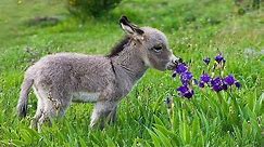 Cute Baby Donkeys Compilation