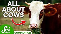 7 Wild Facts About Cows You Should Know | Compilation