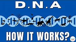 What is DNA and How Does it Work?