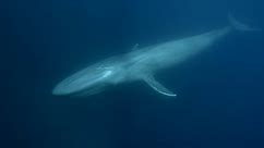 Blue whale sequence from The Hunt: Hunger at Sea