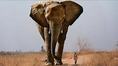 Top 10 World's Biggest Elephants!