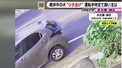 #名古屋 市#緑区 で散歩中の犬が乗用車にはねられ死んだ事故で、警察は運転手とみられる高齢男性を特定しました。目の前で愛犬をはねられた女の子は「ロボットになってもいいから会いたい」と、家族の一員を失った悲しみを話しています。#ニュースONE #TikTokでニュース #8月31日