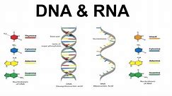 What is DNA & RNA | function of DNA & RNA