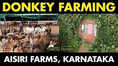 Donkey Farming | Aisiri Donkey Farm, Ira, Karnataka