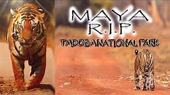 Maya Tigress Tadoba | The legendary Tigress Maya (T-12) who ruled Tadoba National Park for 13 years