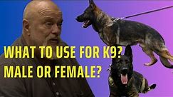 What’s better for K9 dog? Male or female dog?