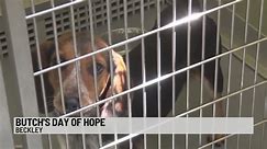 Pet Supplies Plus taking dog food donations in honor of Butch's Day of Hope