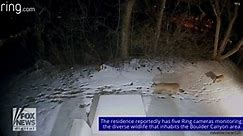 Colorado homeowner's Ring camera captures 2 mountain lions strolling across yard