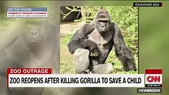 Witness: Gorilla pulled the child's pants up