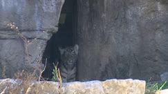 Endangered tiger cubs take first steps in zoo’s outdoor habitat