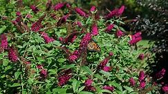 Dwarf Butterfly Bush Care | Dwarf Butterfly Bush Pruning – Lifestyle