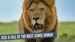 Jesse The Outlaw - Most Iconic Nomadic Male Lion of all time - Nomadic King of Masai Mara