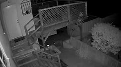 Caught On Security Camera: Coyote Kills Cat