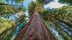 The Tallest Trees on Earth Nature Documentary Film Redwood National and State Parks
