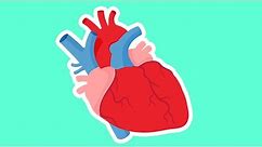 How the Heart Works for Kids | Valentine's Day Biology | Anatomy for Kids