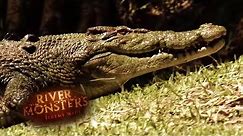 Saltwater VS Freshwater Crocodiles | CROCODILE | River Monsters