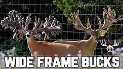 Unbelievable Wide Frame Bucks! | GNK Whitetails