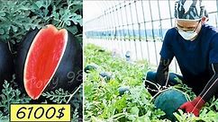 Japan Agriculture Technology - World's Most Expensive Watermelon Cultivation