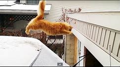 Waffles The Terrible - Funny Cat Fails Epic Jump