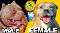 Top 5 Differences Between Male and Female American Bullies