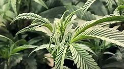 Cloning  -    Cloning Marijuana Plants - How To Clone Weed - 3