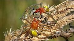 Venomous spiders fighting – Yellow sac spider (Cheiracanthium punctorium)