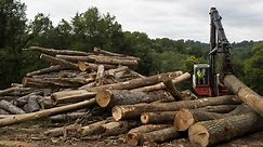 Southern loggers are pushing wood production to a 13-year high. So why is the price of lumber up 288%?