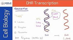 DNA Transcription | Cell Biology