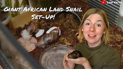 Giant African Land Snail Set-Up! || Leaf Eater