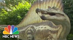 Spinosaurus Bigger And Badder Than T-Rex | NBC News