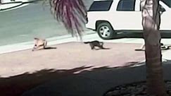 Hero cat saves toddler from dog attack