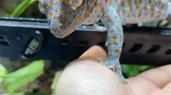 Tokay Trust. Working on building trust with my Tokay gecko (Gekko gecko) family! Here you can see Torch, Tiki and one of their many offspring all accept food from my hand! I use a few different methods to get them used to hand and tong feeding. ✨🦎 • #tokaygecko #reptiliatus #reptile #pet #animal #reels #viral #instagram #tokay #gecko #lizard #geckosofinstagram #reptilesofinstagram #lizardsofinstagram #tikithetokaygecko #blue #eating #food #bugs #petsofinstagram #animals #animalsofinstagram | Re