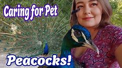 Peacock Care, Everything You Need to Know About Peafowl