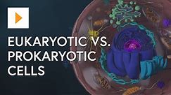 Prokaryotic vs Eukaryotic Cells - High School Biology