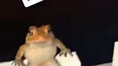 do a flip frog meme