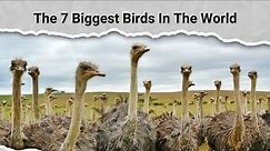 The 7 Biggest Birds In The World