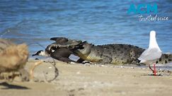 Showdown between saltwater crocodile and arctic bird