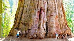15 Biggest And Oldest Trees In The World