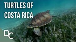The largest Turtles of Costa Rica | 1000 Days For The Planet | Documentary Central