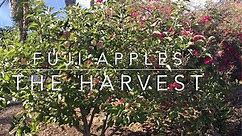 Fuji Apples - The Harvest