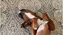 Dog Makes Funny Face While Playing Dead