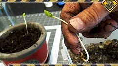 Turn Apple Seeds Into A Tree! How To Grow Apples From An Apple Seed